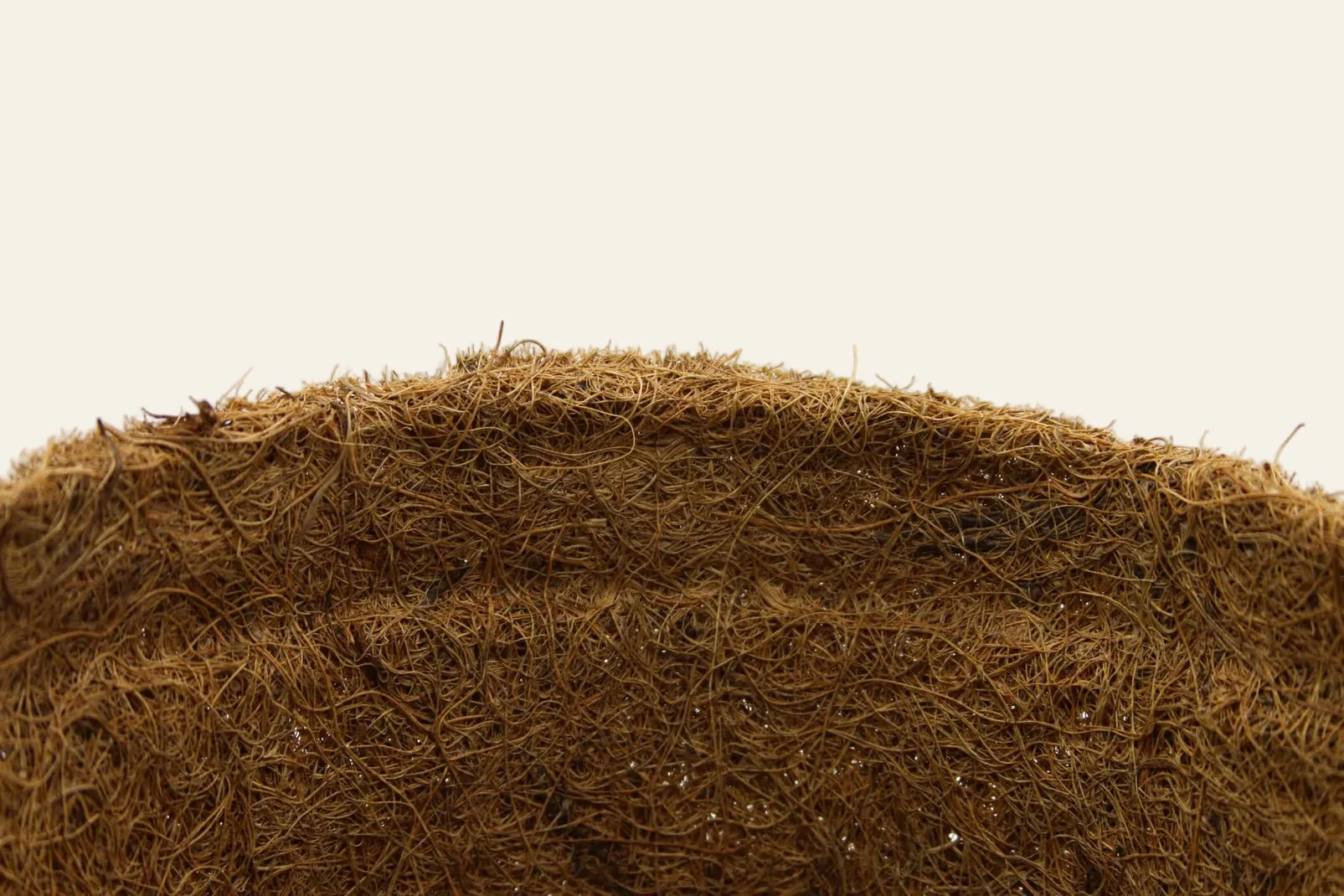 28cm Coir Plant Pots – 100% Biodegradable Pots & Peat-Free | For Bigger Plants - Image 7