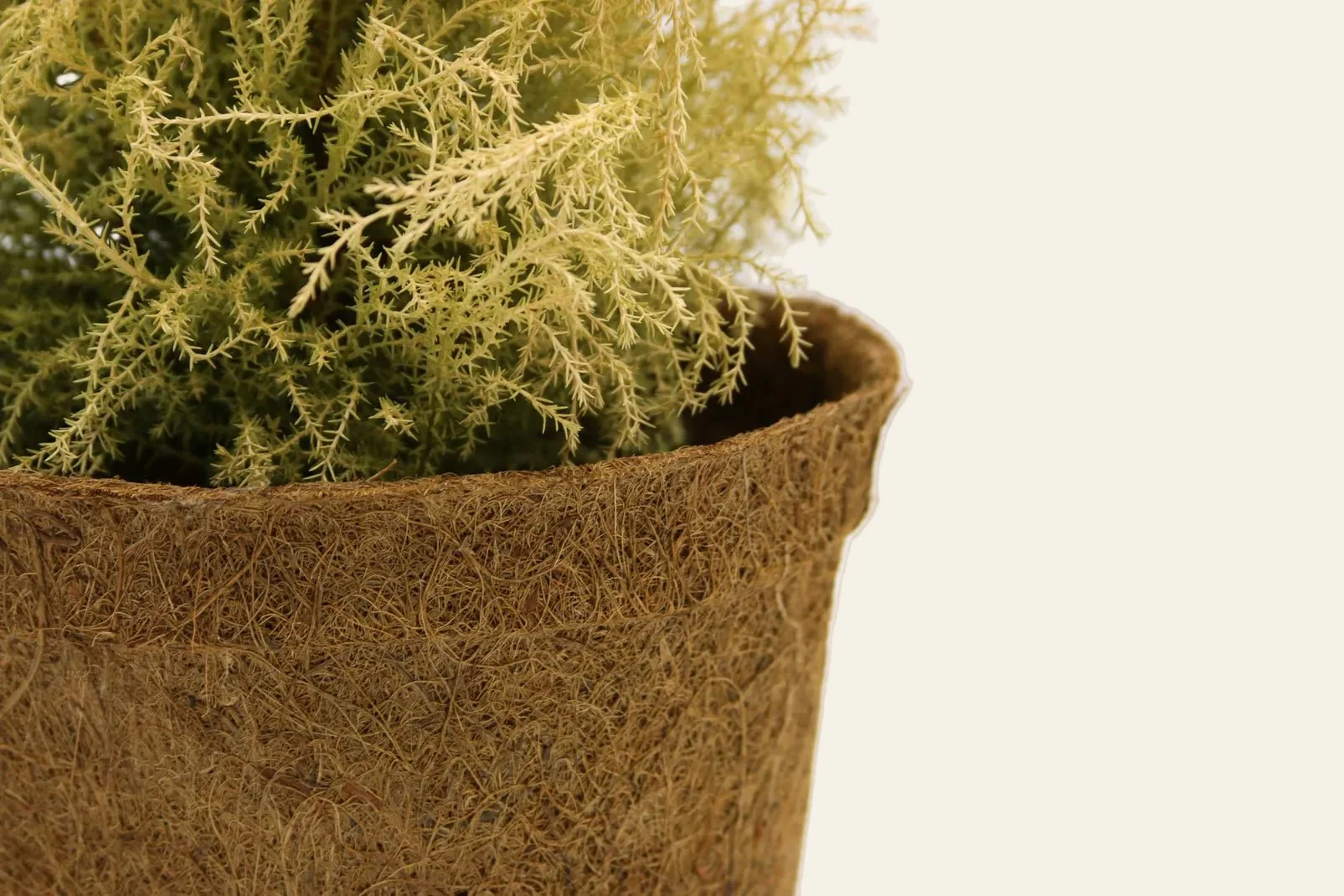 28cm Coir Plant Pots – 100% Biodegradable Pots & Peat-Free | For Bigger Plants - Image 8