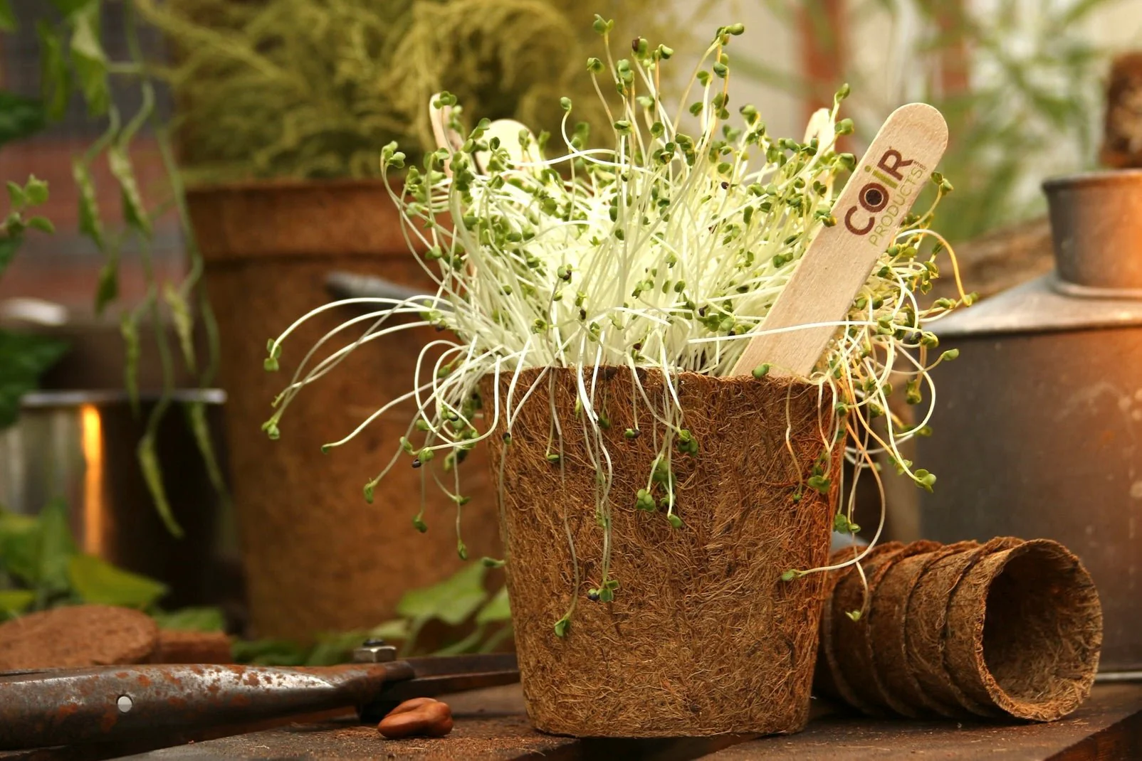 13cm Coir Plant Pots – 100% Biodegradable Pots & Peat-Free 1L | Ideal for Sowing & Growing - Image 8