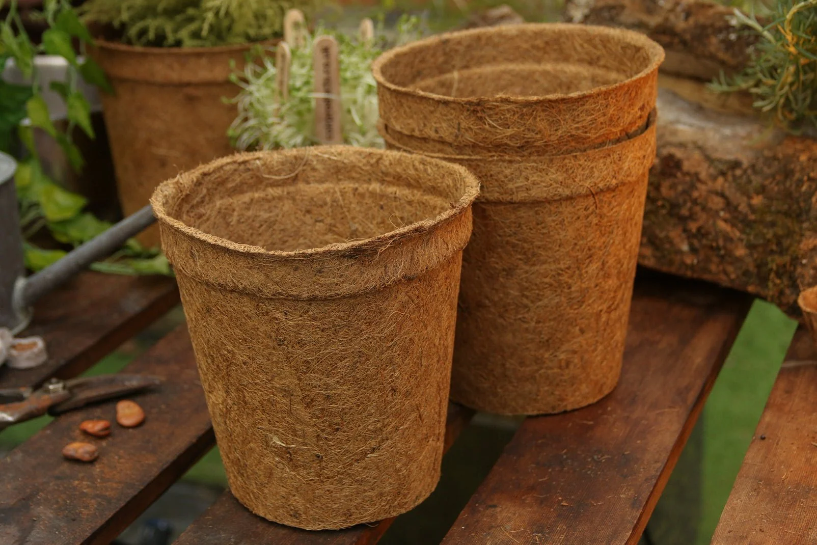 17cm Coir Plant Pots – 100% Biodegradable Pots & Peat-Free | Ideal for Growing On - Image 6