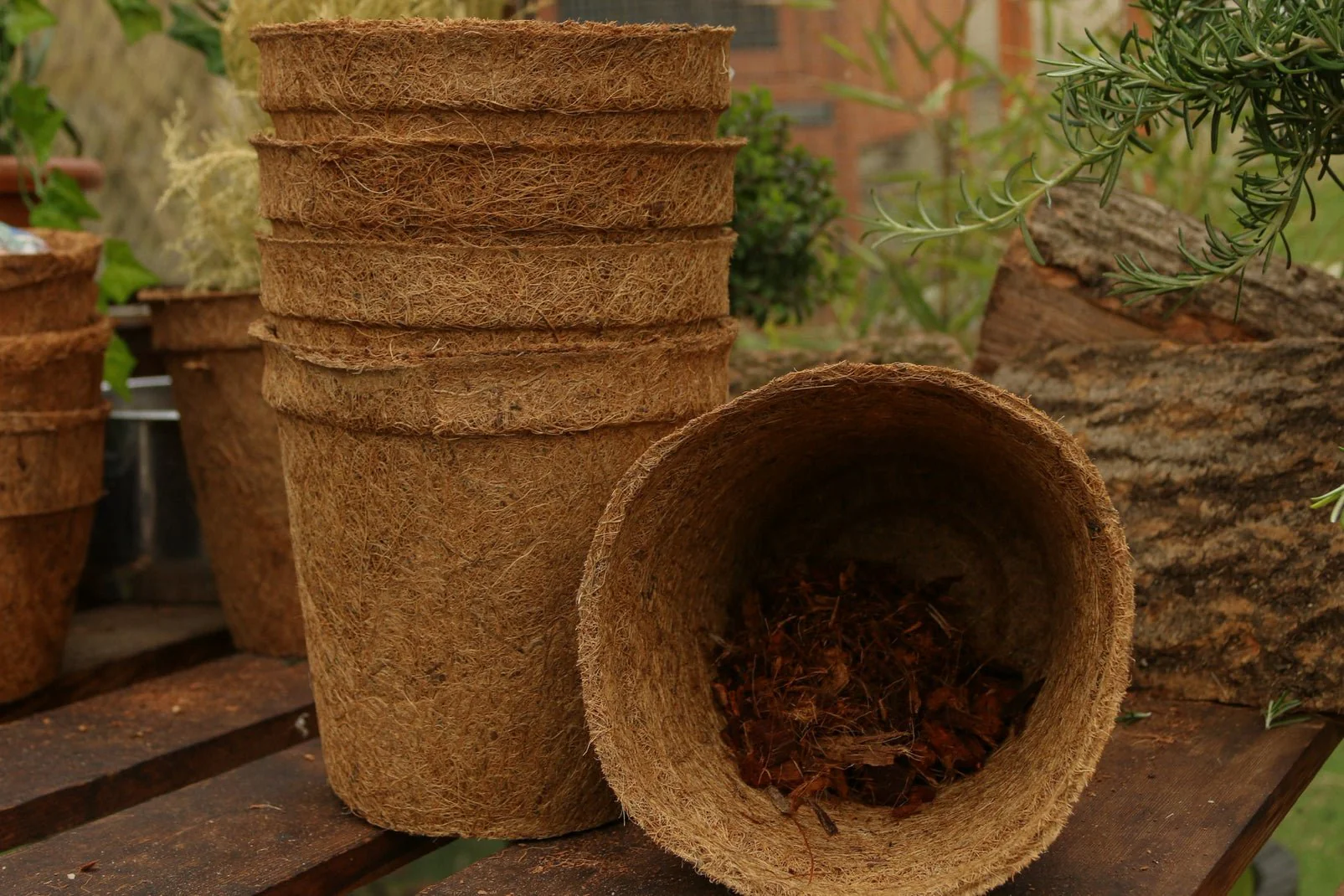 17cm Coir Plant Pots – 100% Biodegradable Pots & Peat-Free | Ideal for Growing On - Image 7