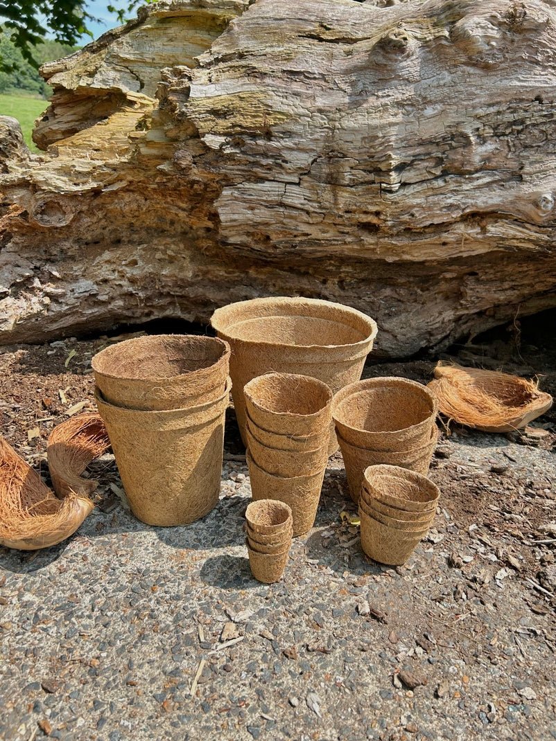 28cm Coir Plant Pots – 100% Biodegradable Pots & Peat-Free | For Bigger Plants - Image 11