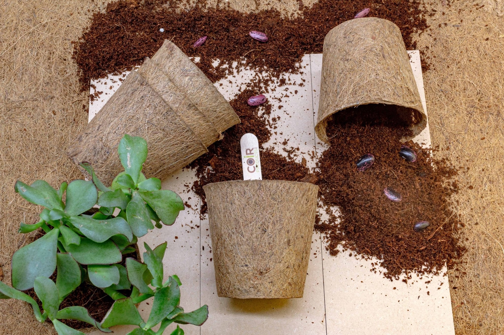 10cm Coir Plant Pots – 100% Biodegradable Pots & Peat-Free | Starter Pots - Image 8